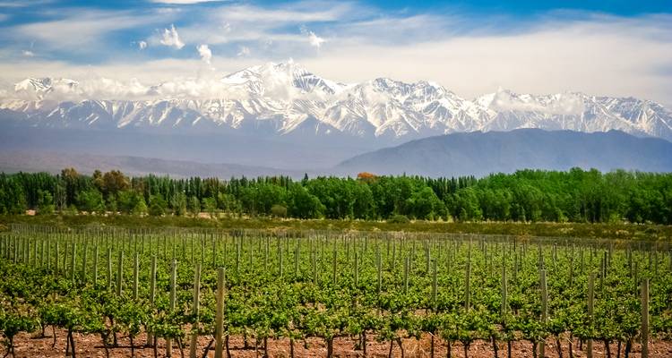 Scenic vineyard with snowy mountains in the background.