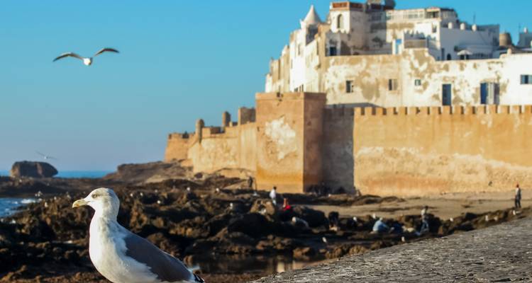 Mouette debout sur un mur avec forteresse historique et vue sur la mer.