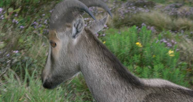 Blurred image of a goat in a natural setting.