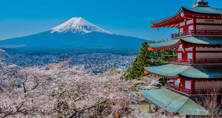 Pagode et fleurs de cerisier avec le mont Fuji en arrière-plan.