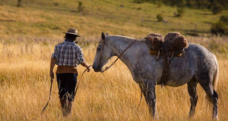 Gaucho dans une vaste prairie menant un cheval gris sellé à travers un champ doré au coucher du soleil