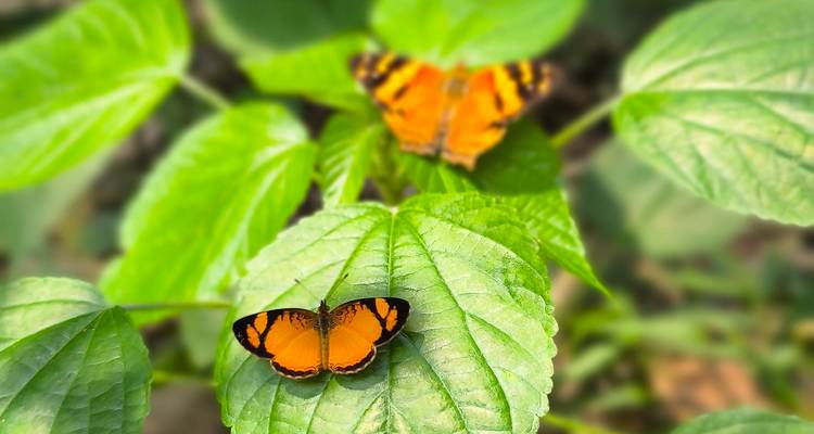 Gros plan de deux papillons orange vifs se reposant sur des feuilles vertes fraîches dans la forêt tropicale.