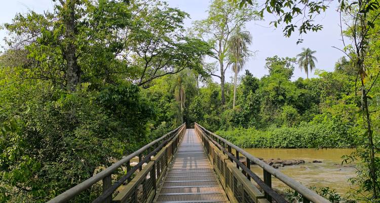 Passerelle en bois traversant une rivière dans la jungle, entourée d'un feuillage vert dense et de hauts palmiers.