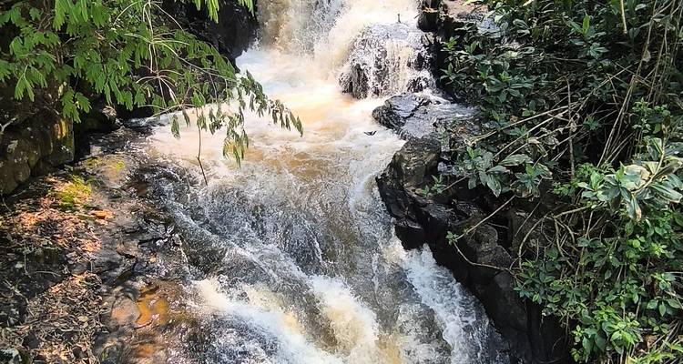 Petit ruisseau de forêt tropicale se précipitant sur des roches sombres sous une végétation dense.