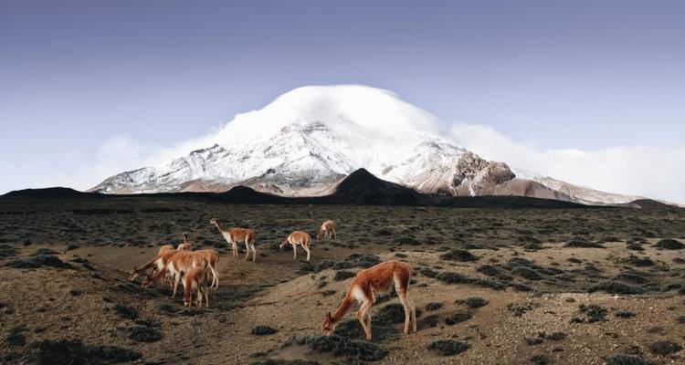 Las vicuñas pastan en una llanura árida de gran altitud bajo el volcán Chimborazo coronado de nieve y parcialmente velado por nubes.