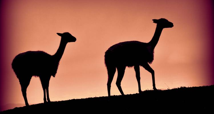Siluetas de dos vicuñas se alzan contra un cielo de atardecer naranja vibrante en una cresta.