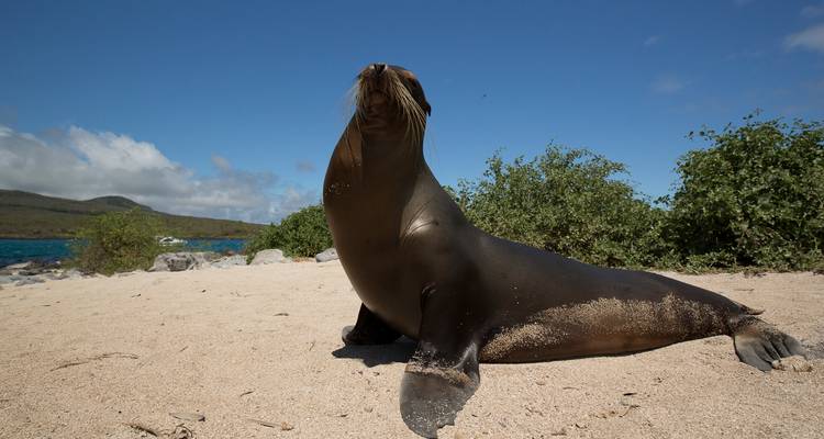 León marino de Galápagos posa orgullosamente en playa arenosa con mar azul y arbustos detrás.