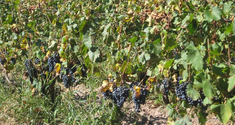 Rangées de vignes chargées de grappes sombres dans un vignoble ensoleillé.