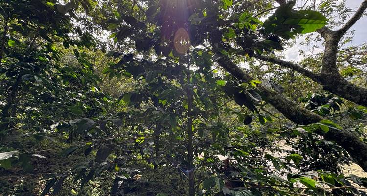 Lumière du soleil filtrant à travers un feuillage dense illuminant un caféier poussant dans une forêt ombragée.