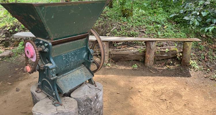 Moulin à café vintage à manivelle monté sur une souche à côté de bancs rustiques dans un cadre extérieur.