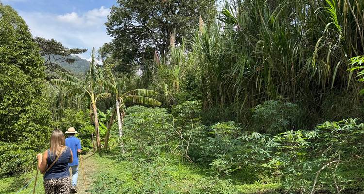 Les visiteurs marchent le long du sentier de plantation verdoyant bordé de végétation tropicale et de hautes herbes.
