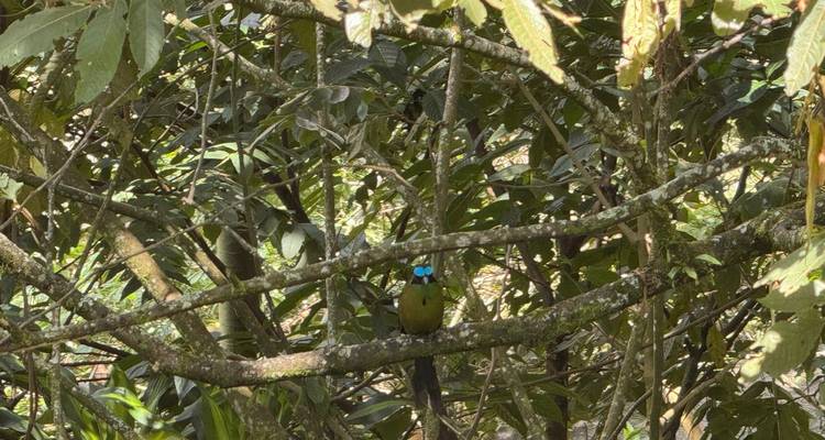 Oiseau motmot coloré perché parmi les branches enchevêtrées dans un habitat forestier.