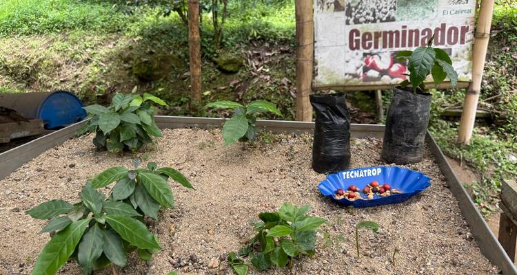 Plateau de terre sableuse avec de jeunes plants de café et des grains échantillons exposés au poste de germination.