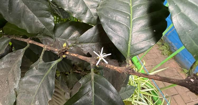 Gros plan d'une délicate fleur de caféier blanche s'épanouissant sur une branche feuillue.