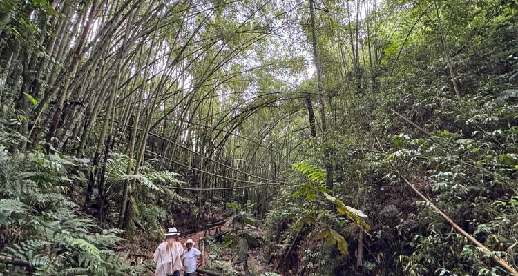 Besucher mit Hüten gehen durch einen hohen Bambuswald-Tunnel auf einem üppigen Pfad.