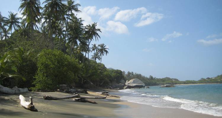 Plage intacte avec des troncs d'arbres échoués, des palmiers and eau turquoise dans le parc national de Tayrona.