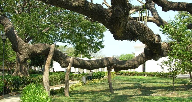 Branche massive d'arbre centenaire soutenue par des supports en bois dans un jardin entretenu.