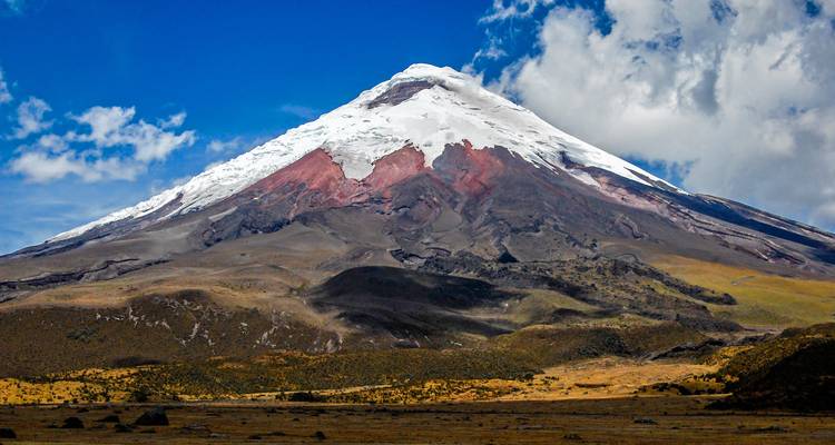 Majestuoso volcán Cotopaxi coronado de nieve elevándose sobre doradas llanuras altiplánicas bajo un cielo azul profundo