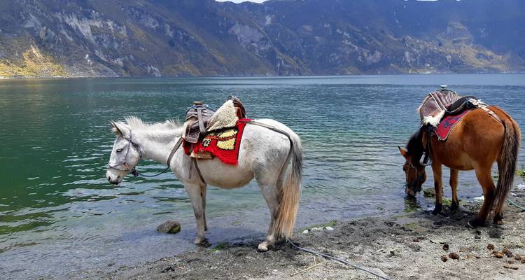 Caballos blancos y marrones ensillados bebiendo junto a la orilla del lago turquesa del cráter Quilotoa