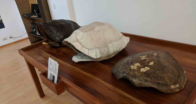 Mostrar mesa con tres caparazones grandes de tortugas de Galápagos dentro de una sala pequeña de museo