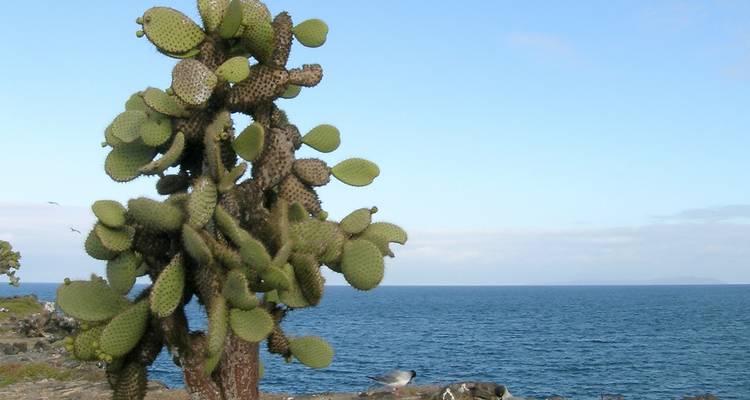 Árbol de cactus Opuntia con vista al océano Pacífico azul bajo un cielo despejado