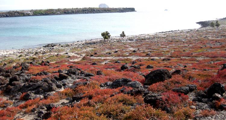 Paisaje costero con vegetación rojiza junto al mar, rocas de lava negra y agua turquesa más allá
