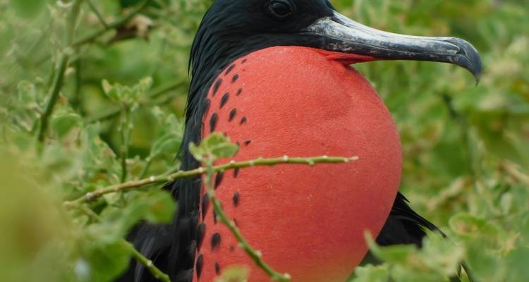 Primer plano de una fragata magnífica macho con saco gular rojo brillante inflado entre el follaje