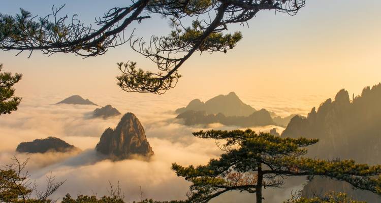 Schilderachtig uitzicht op mistige bergen en dennentakken tijdens de dageraad.