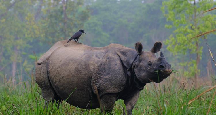 Ein Nashorn mit einem Vogel auf seinem Rücken in einem grasbewachsenen Gebiet.