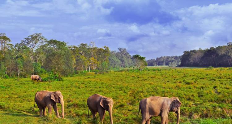 Elefanten grasen auf einer grasbewachsenen Wiese.