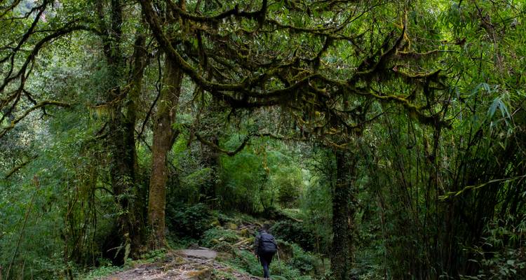 Persona caminando por un bosque frondoso.