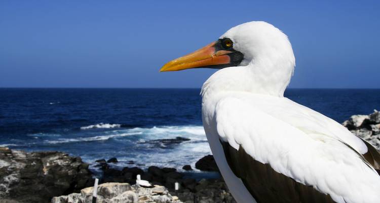 Nahaufnahme eines Vogels mit dem Ozean im Hintergrund.