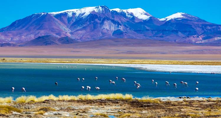Des flamants roses dans un lac avec des montagnes enneigées en arrière-plan.