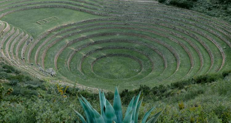 Vue détaillée de terrasses agricoles circulaires.