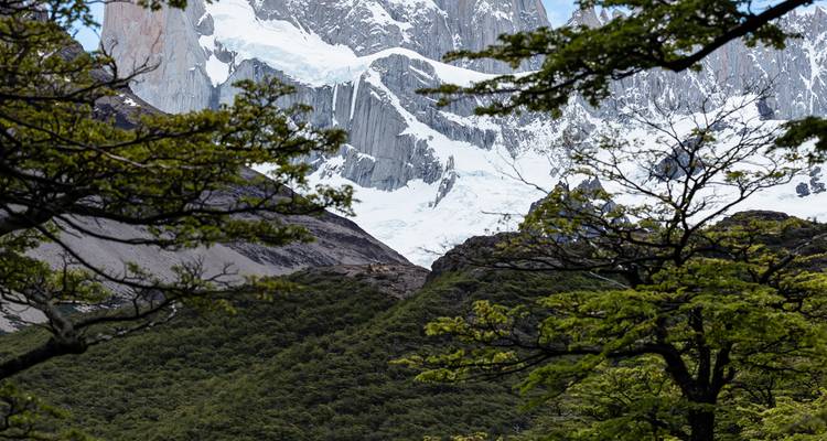 Parois de granit chargées de neige du Fitz Roy entrevues à travers la forêt patagonienne au feuillage vert