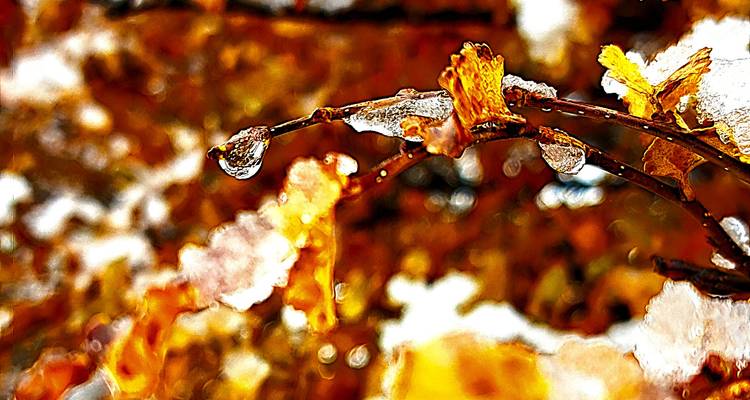 Artistieke macro van een ijsige waterdrupel die aan een herfsttakje hangt met een warme vervagde achtergrond.