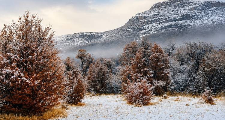 Sneeuwvlokken-bestoven oranje lariks bomen staan voor rotsachtige bergen die in mist en zacht licht geheven zijn.
