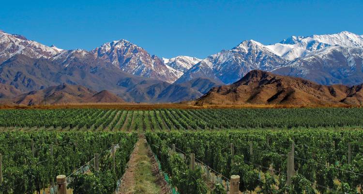 Des rangées infinies de vignobles verts mènent vers les Andes enneigées sous un ciel bleu cristallin.