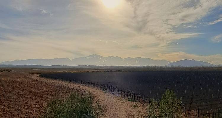Llanuras de viñedos bañadas por el sol con los Andes brumosos de fondo y un cielo de tarde resplandeciente.