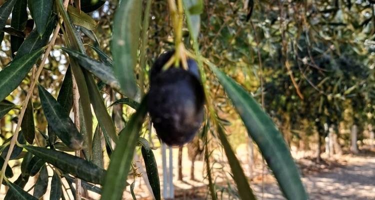 Primer plano de una aceituna negra madura colgando de ramas frondosas en una arboleda de Mendoza.