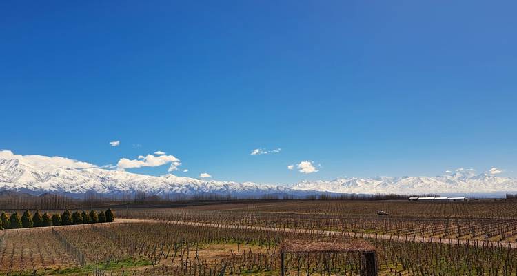 Los Andes nevados se ciernen sobre los viñedos invernales dormidos bajo un cielo azul cristalino.