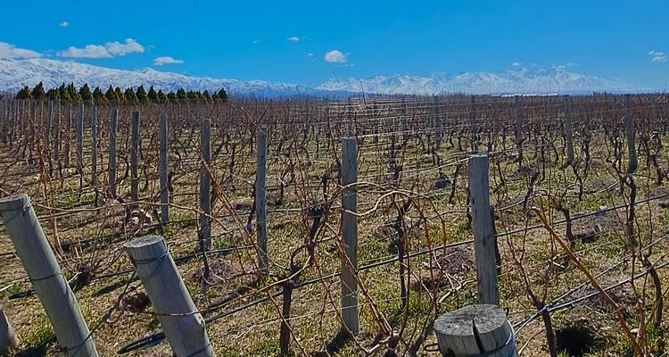 Filas de cepas sin hojas y postes de madera en un viñedo invernal con la cordillera de los Andes nevada de fondo.