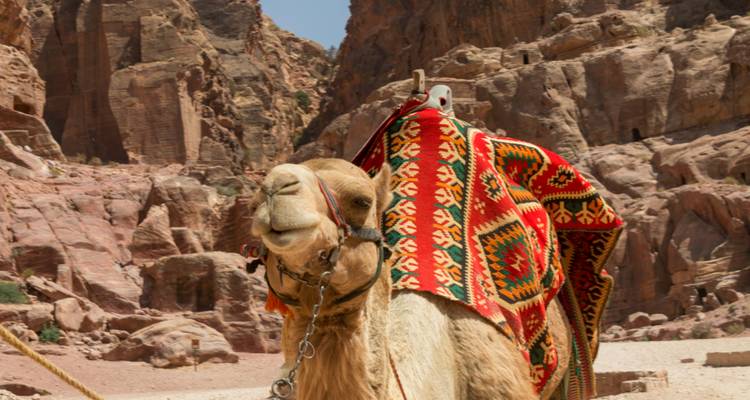 Camel with colorful saddle blanket in a rocky area.