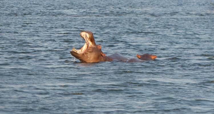 Hippopotame émergeant de l'eau avec la gueule ouverte.