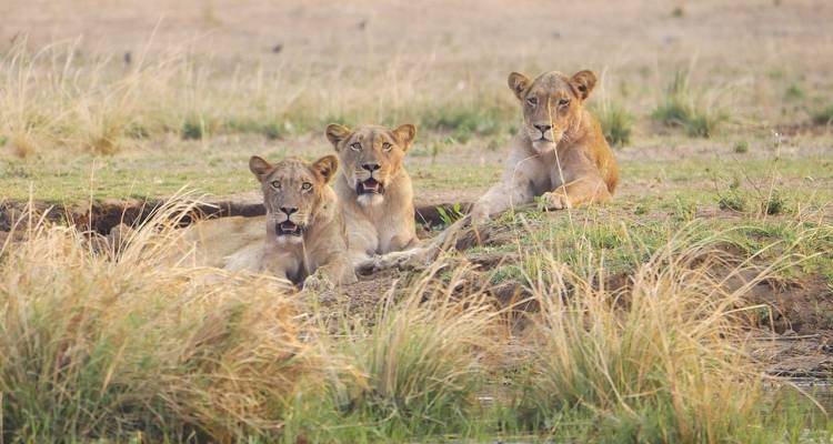 Trois lions couchés dans l'herbe.