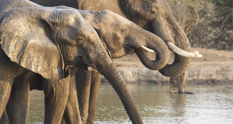 Groupe d'éléphants buvant près d'un point d'eau.