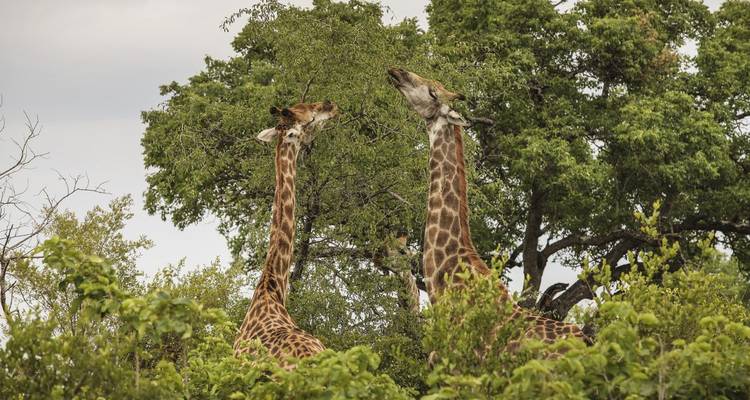 Deux girafes parmi les arbres verts dans la nature sauvage.