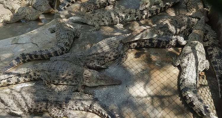Groupe de crocodiles se reposant dans un enclos ombragé.