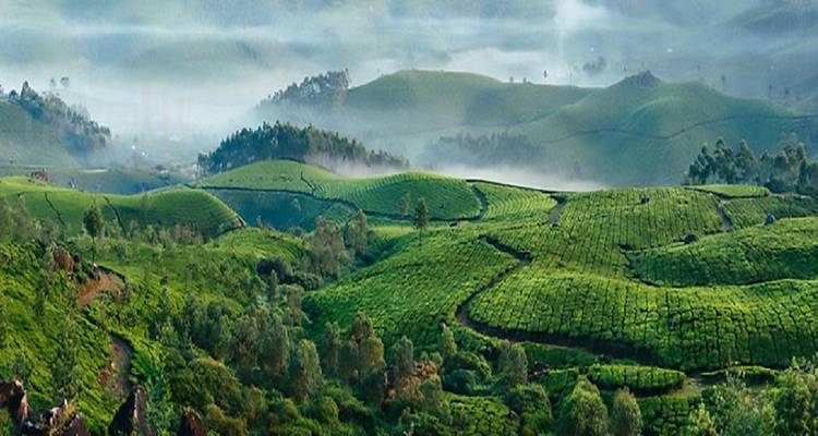 Exuberantes colinas verdes cubiertas de niebla.