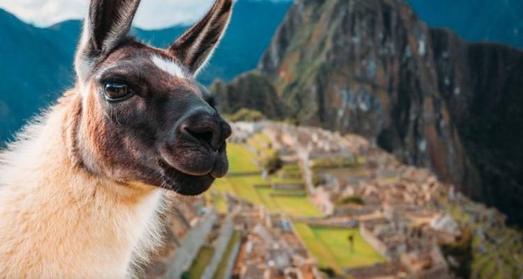 Nahaufnahme eines Lamas mit Machu Picchu im Hintergrund.